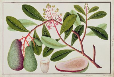 Langote or Mangifera, from Drawings of Plants from Malacca by Chinese School
